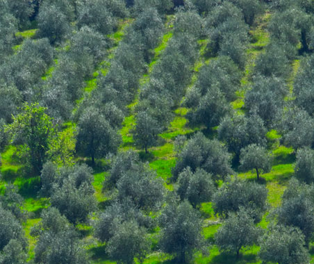 Questa immagine ha l'attributo alt vuoto; il nome del file è oliveto.jpg